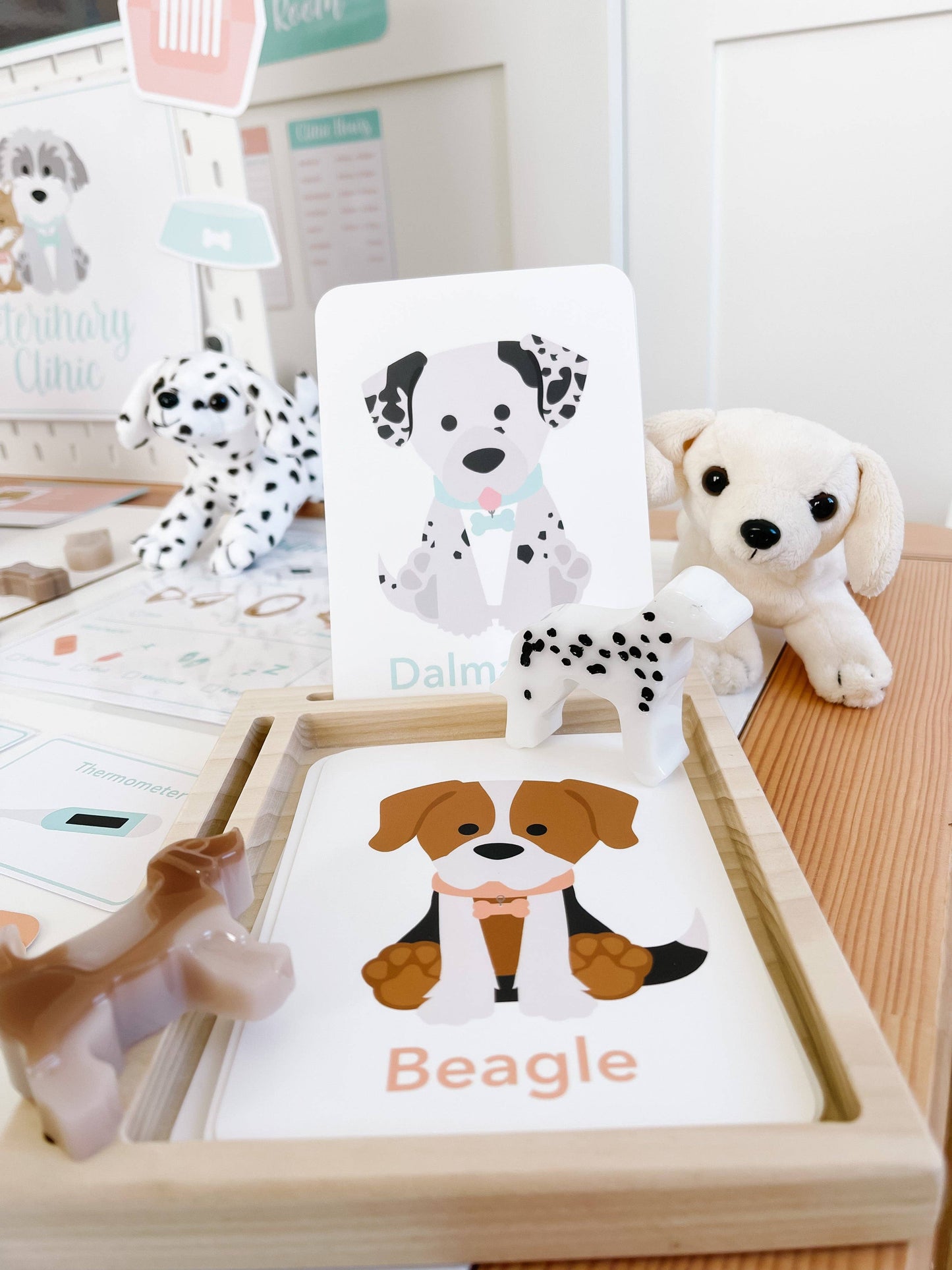 Dog Breed Children's Educational  Flash Cards