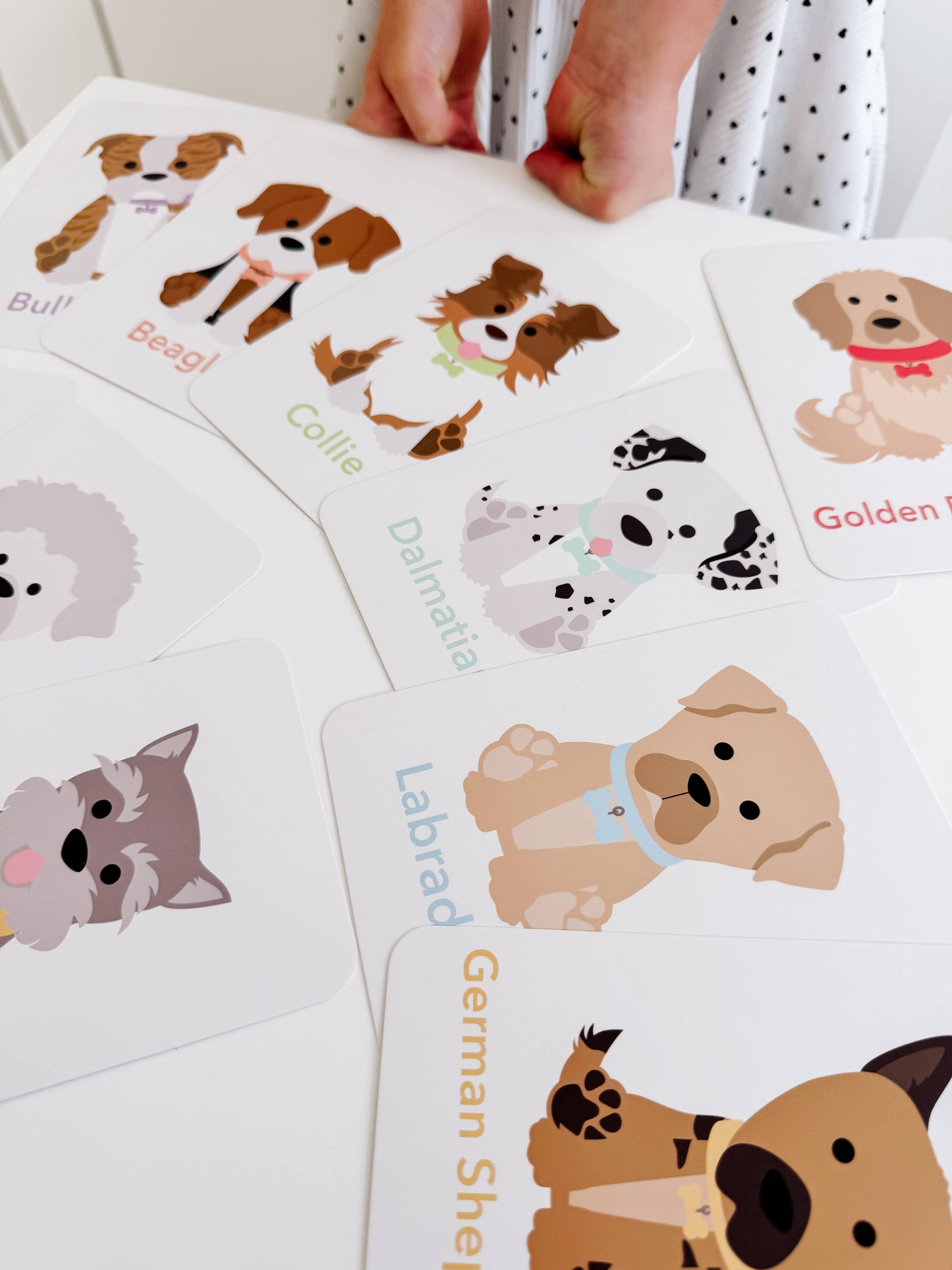Dog Breed Children's Educational  Flash Cards